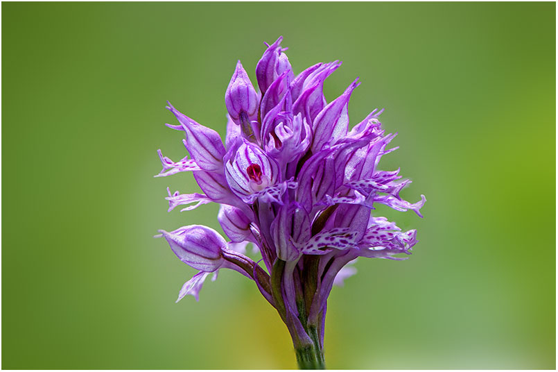 ORCHIS TRIDENTE