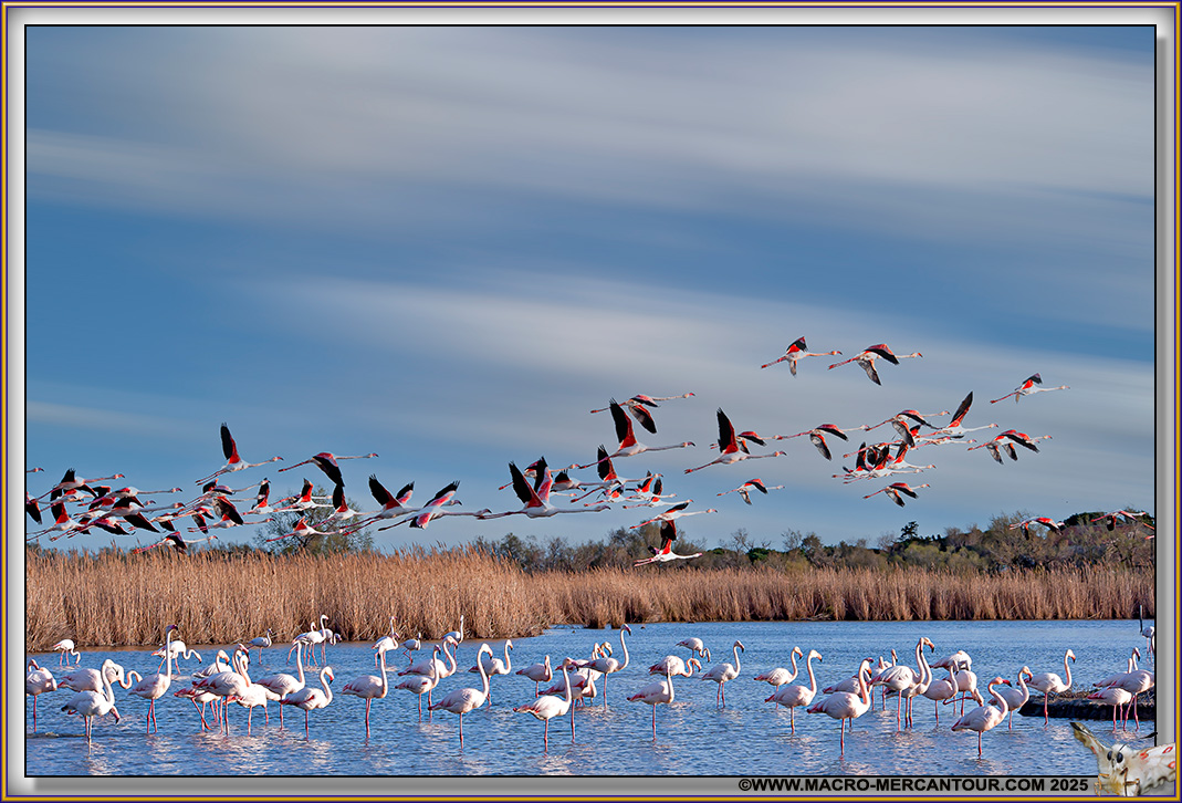 Flamants roses