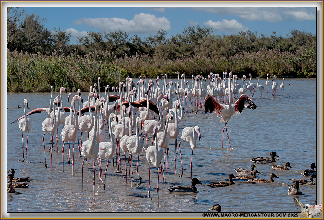 Flamants roses