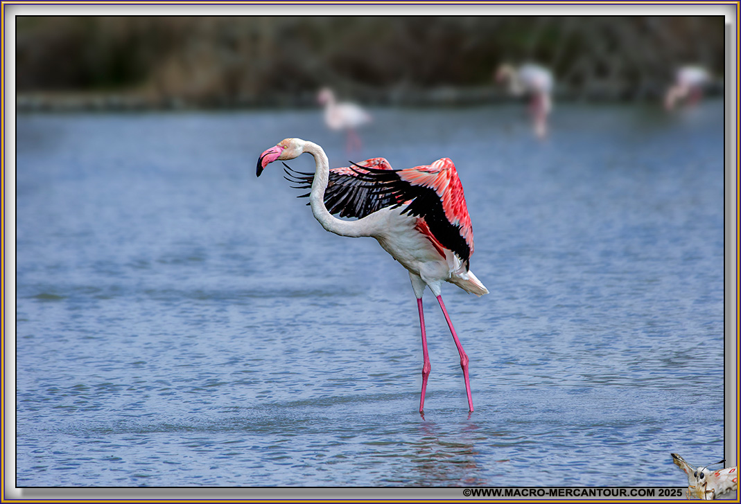 Flamants roses
