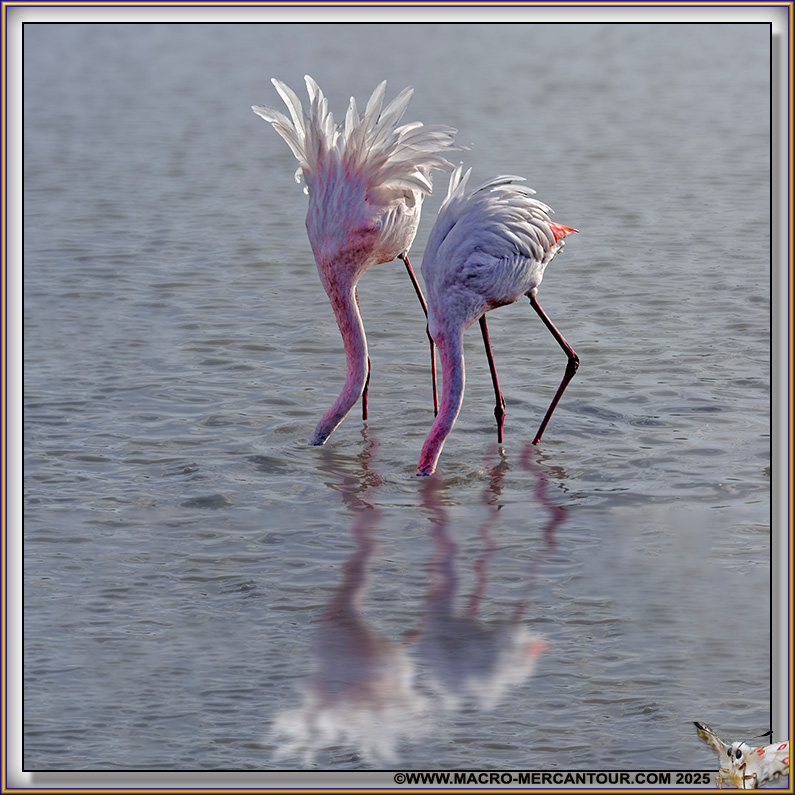 Flamants roses