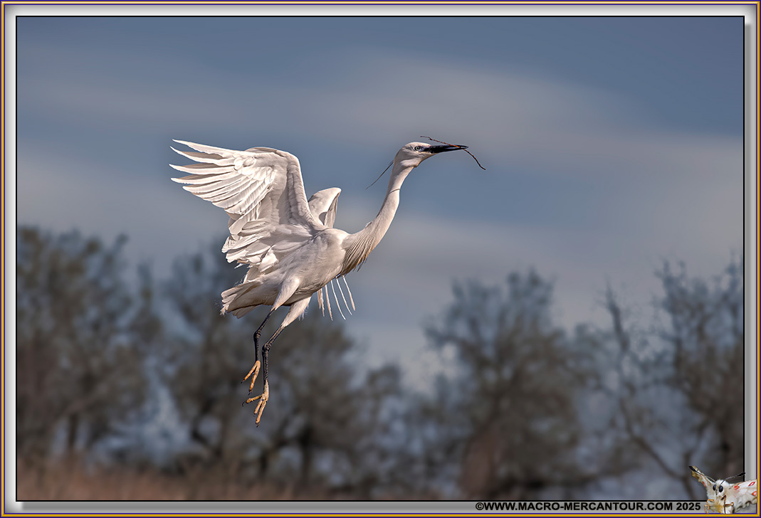Aigrette garzette