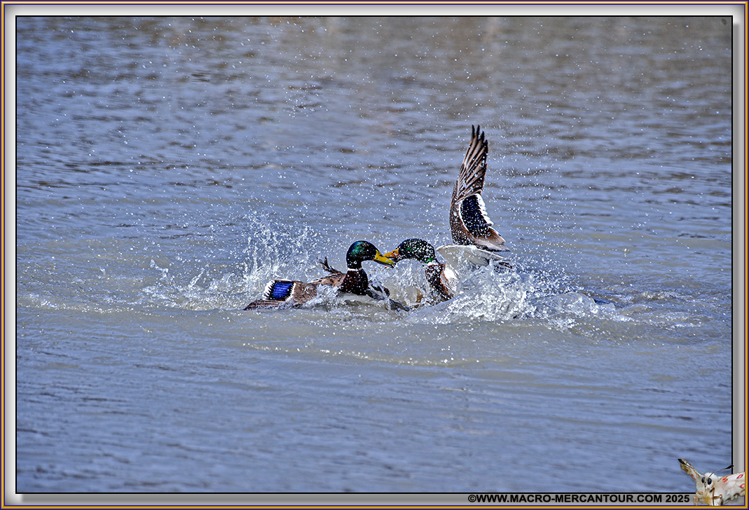 Canard Colvert