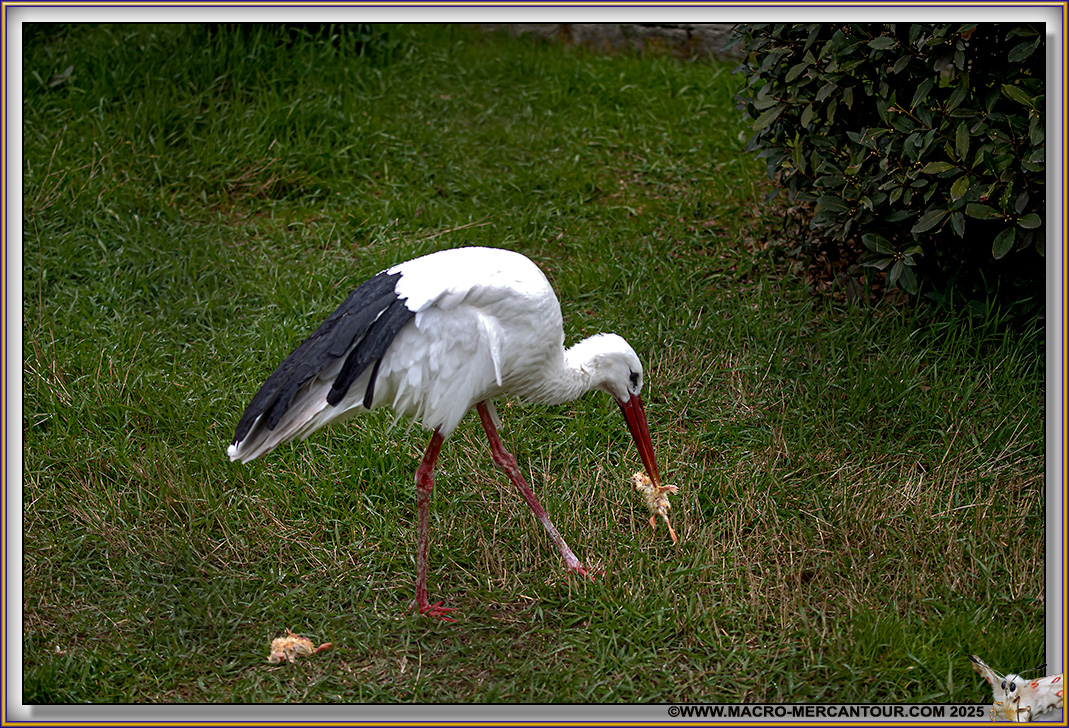 Cigogne