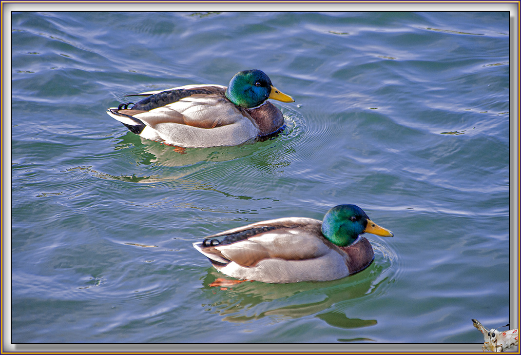 104-CYGNE_40463 copie