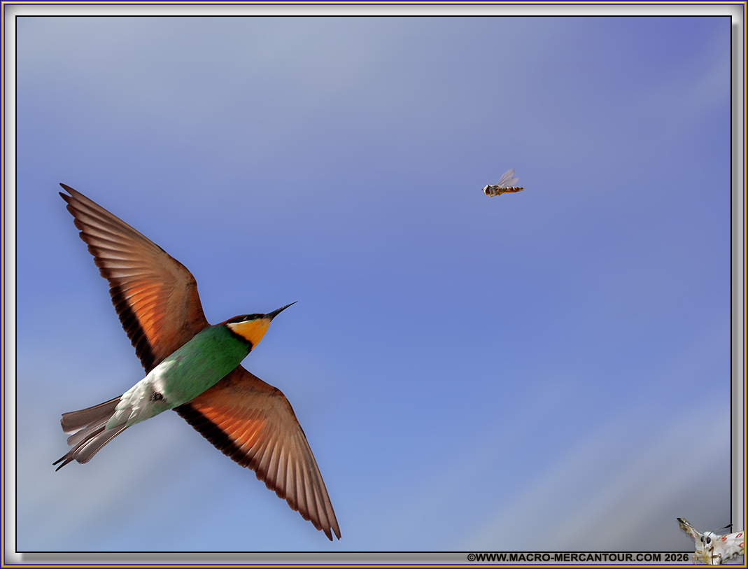 Gu&ecirc;pier d'Europe