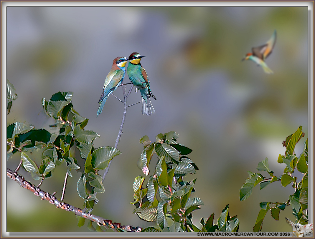 Gu&ecirc;pier d'Europe