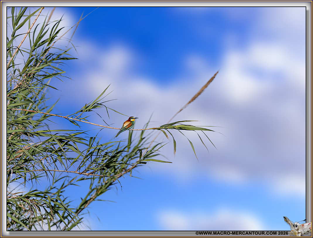 Gu&ecirc;pier d'Europe