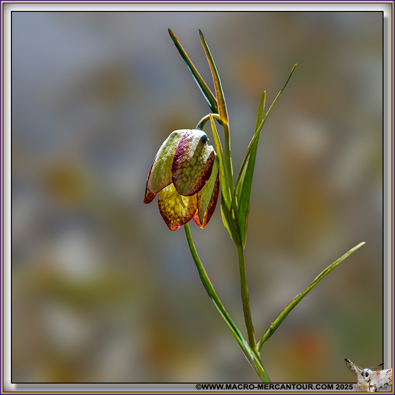 FRITILLAIRE INVOLUCRE