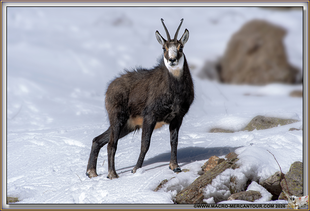 CHAMOIS (le rut)