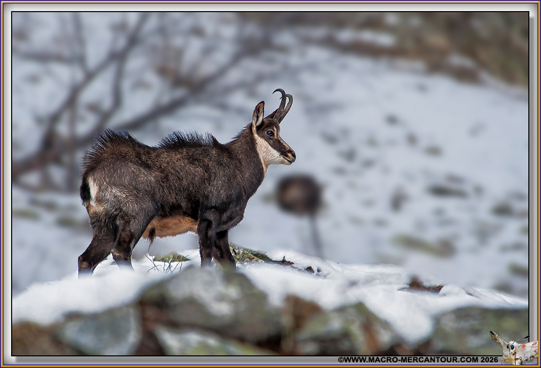 CHAMOIS (le rut)