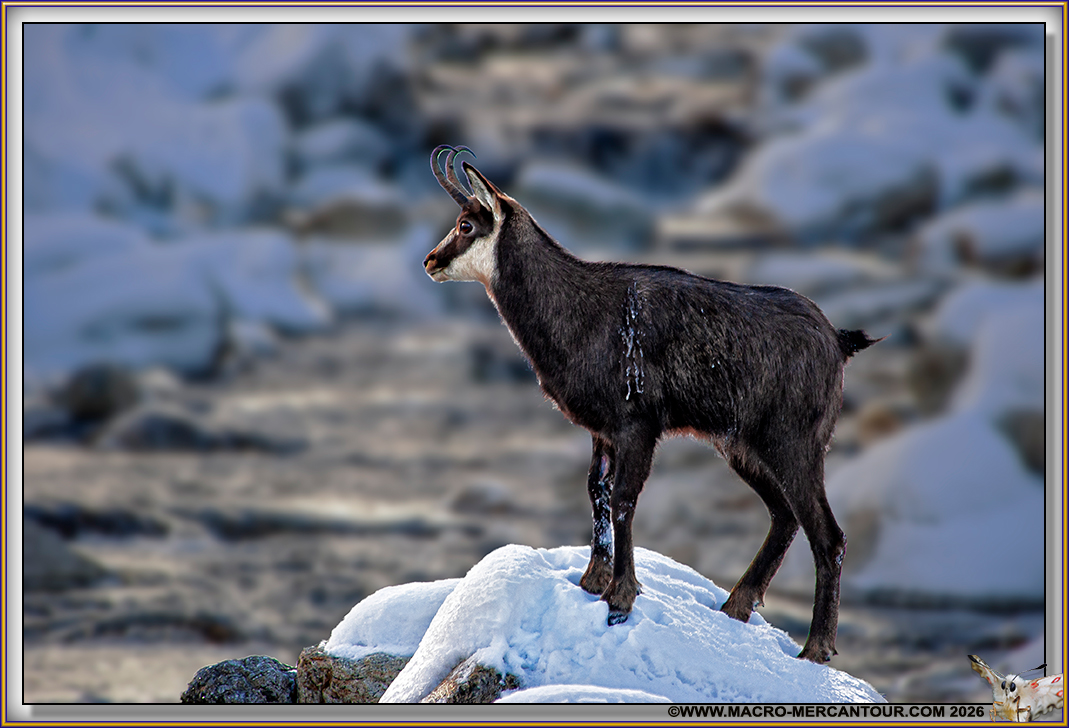 CHAMOIS (le rut)