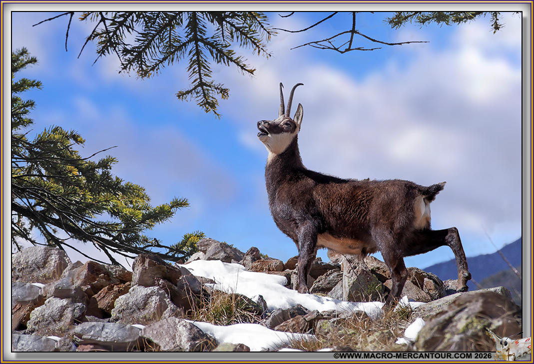 CHAMOIS (le rut)