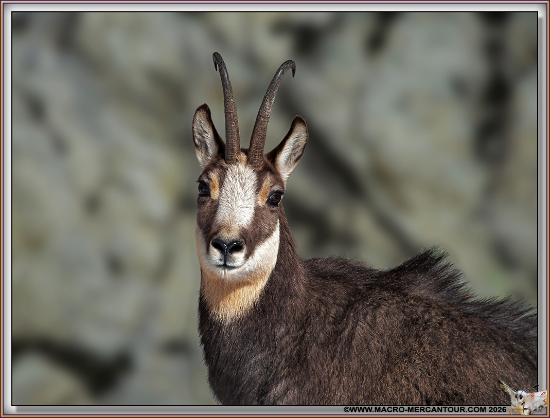 CHAMOIS (le rut)