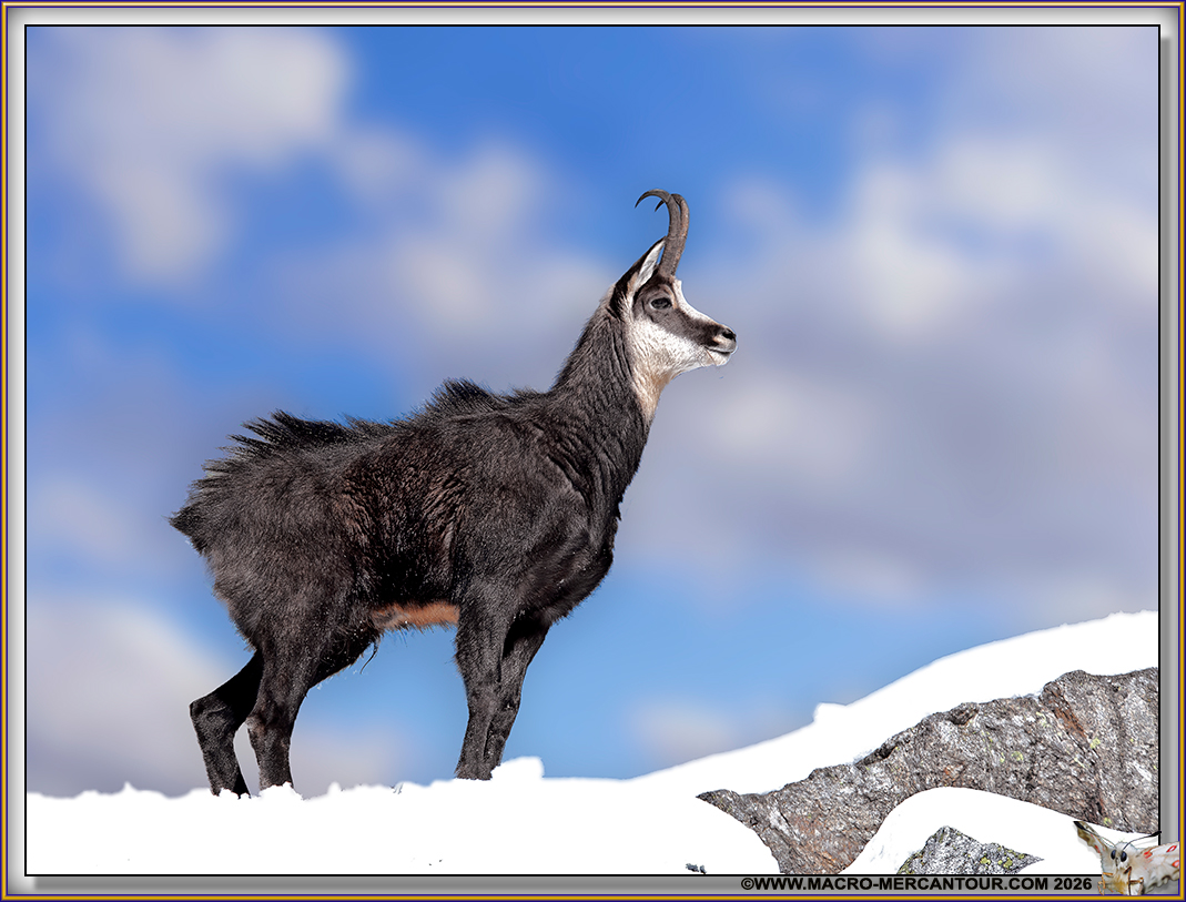 CHAMOIS (le rut)