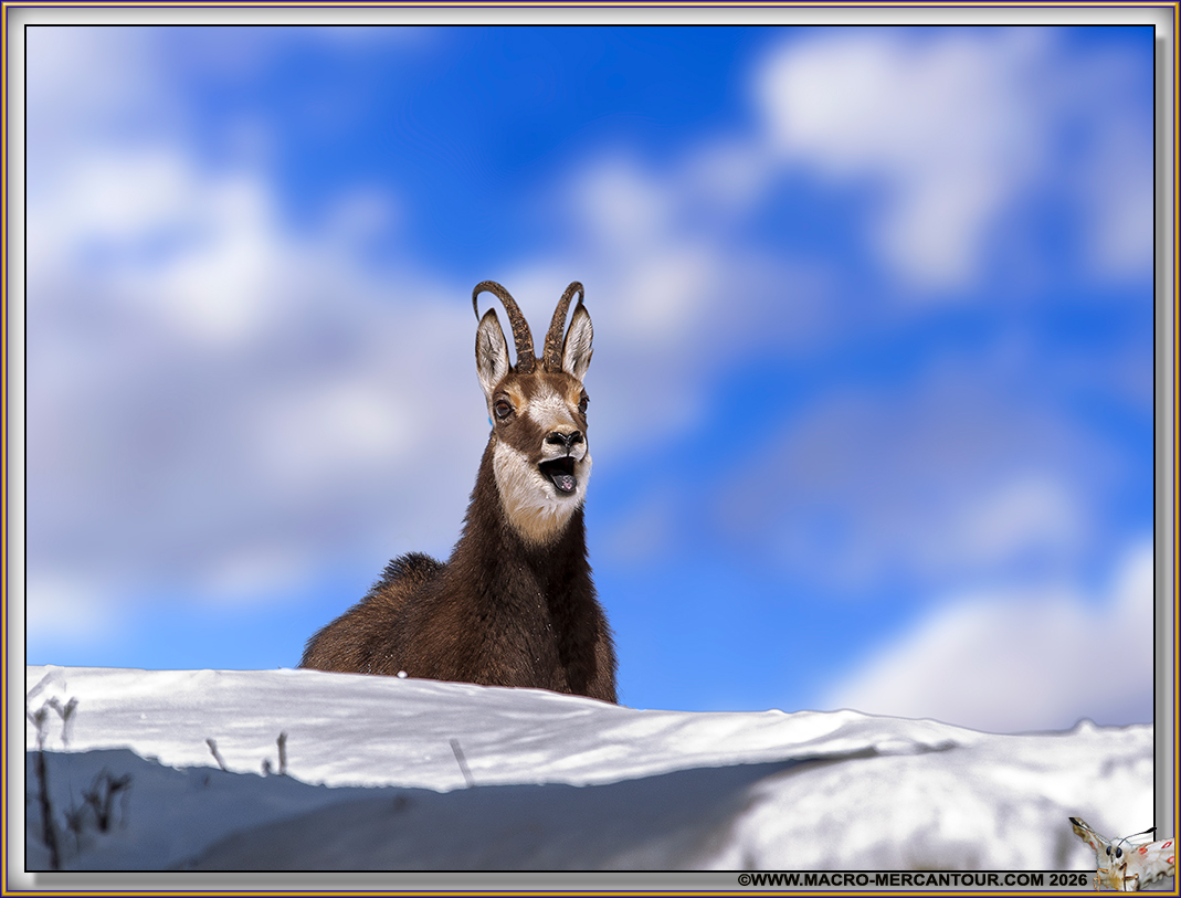 CHAMOIS (le rut)