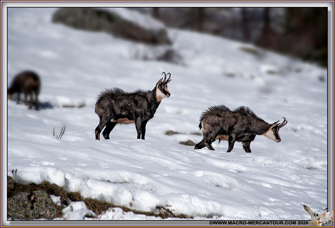 CHAMOIS (le rut)