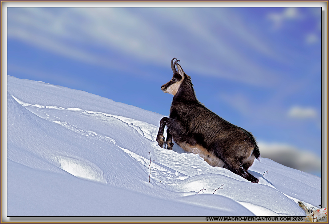 CHAMOIS (le rut)