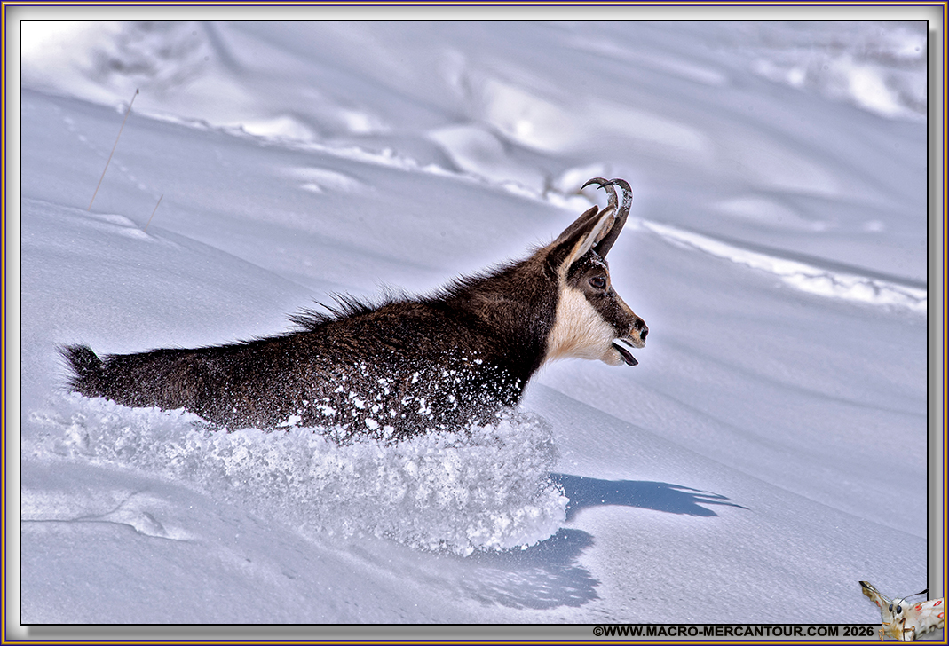 CHAMOIS (le rut)