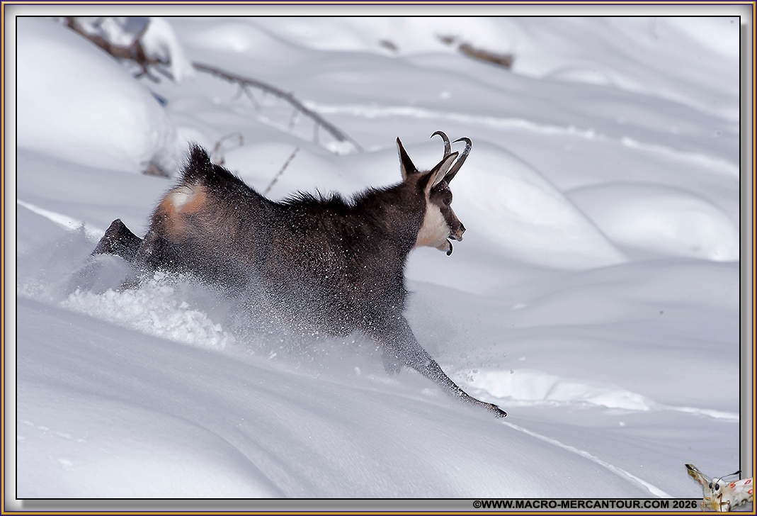 CHAMOIS (le rut)