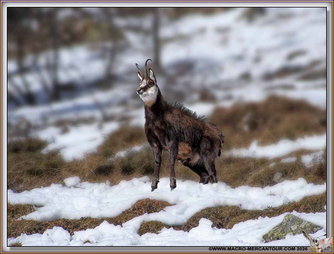 CHAMOIS (le rut)