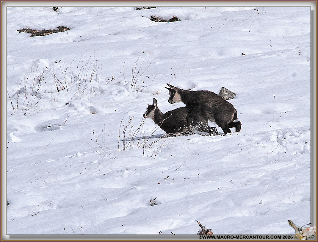CHAMOIS (le rut)