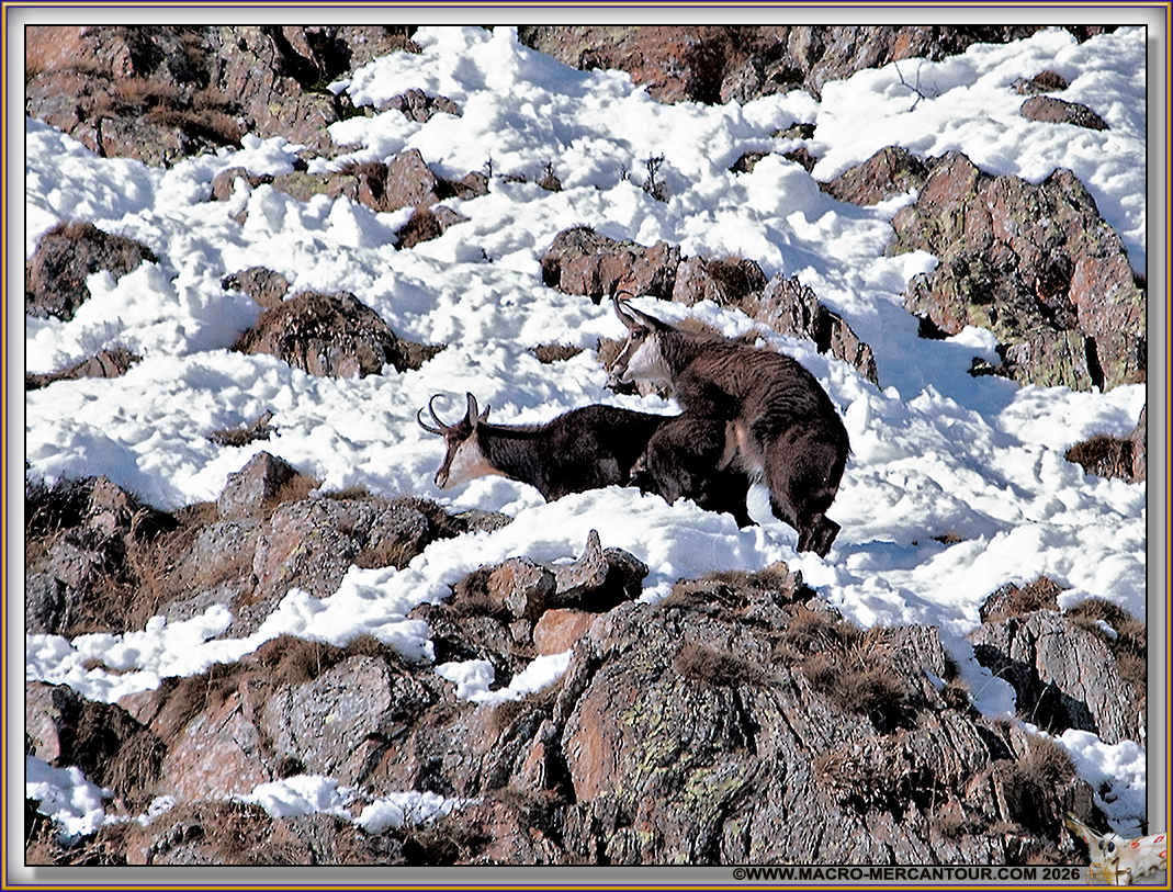 CHAMOIS (le rut)