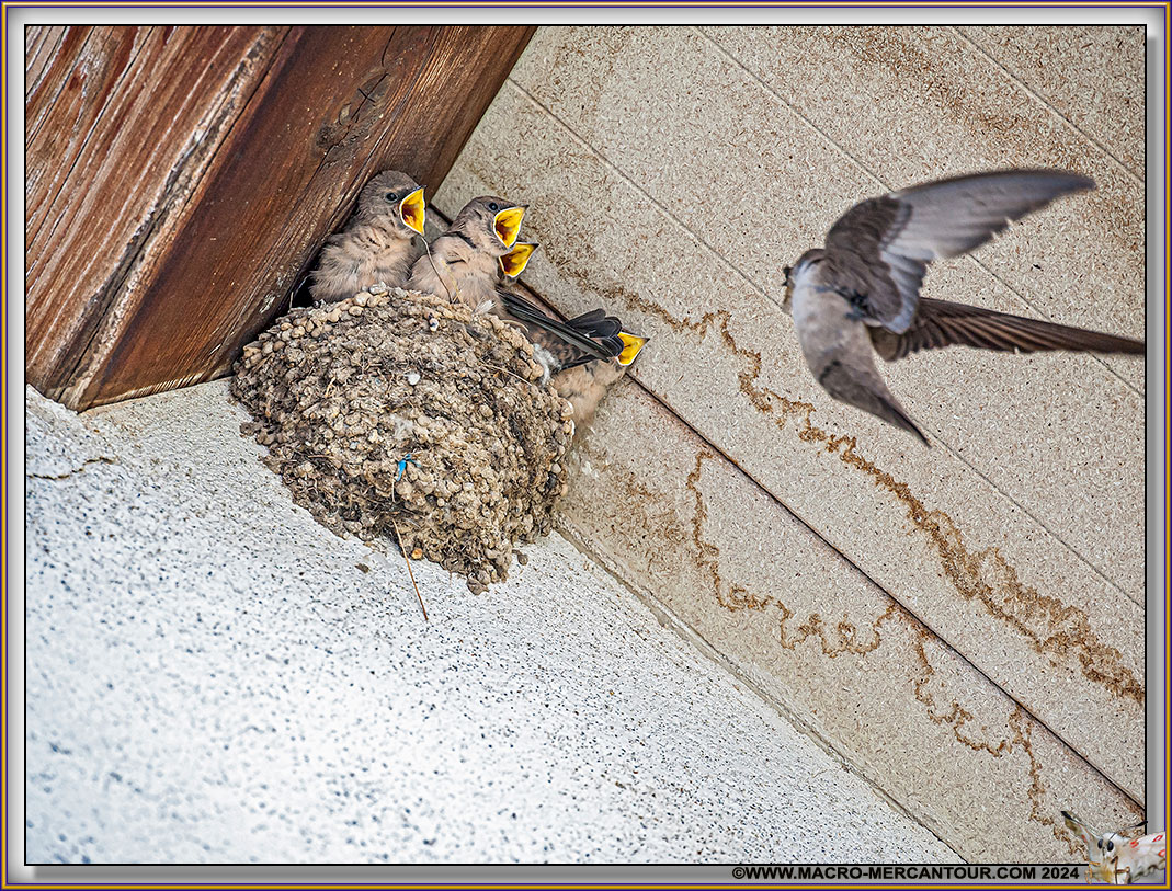 Hirondelles de Rochers