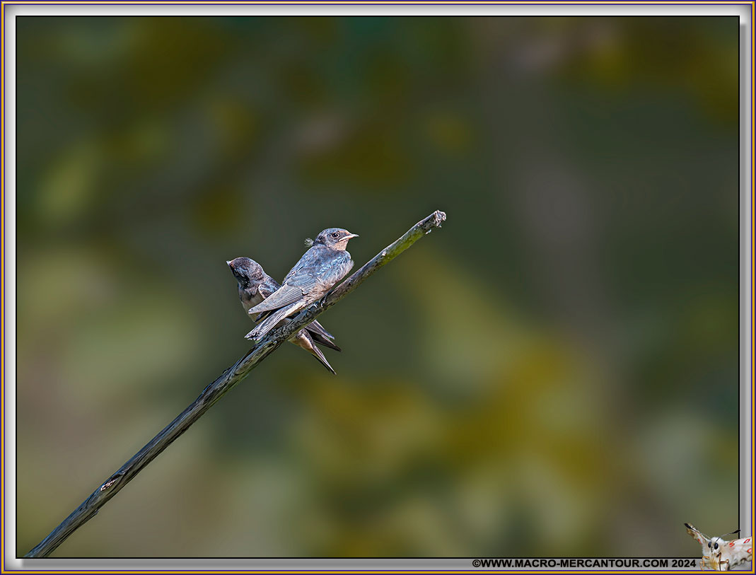 Hirondelles juvéniles