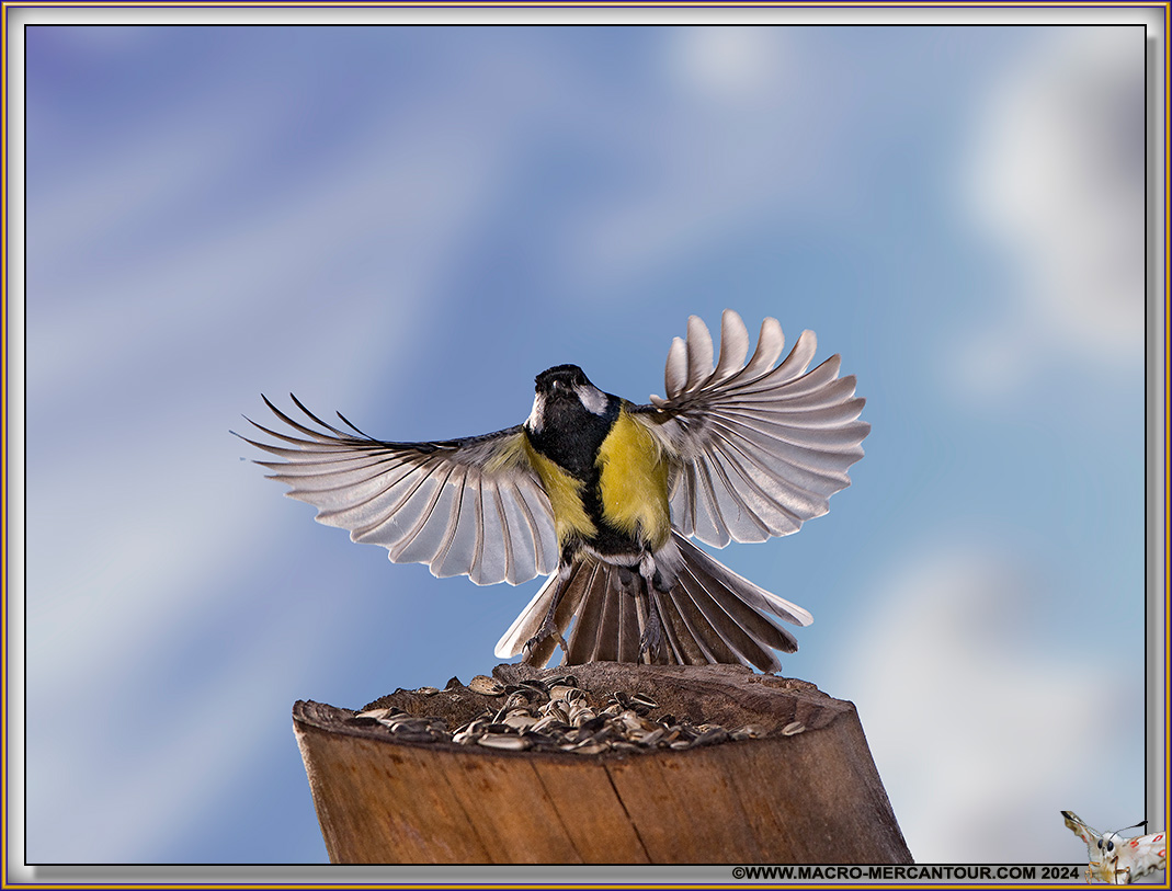 Mésange charbonnière