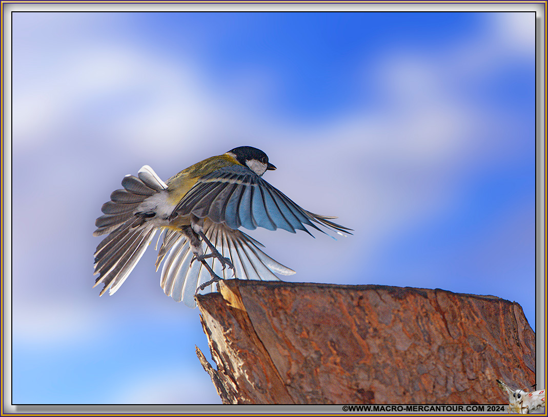 Mésange charbonnière