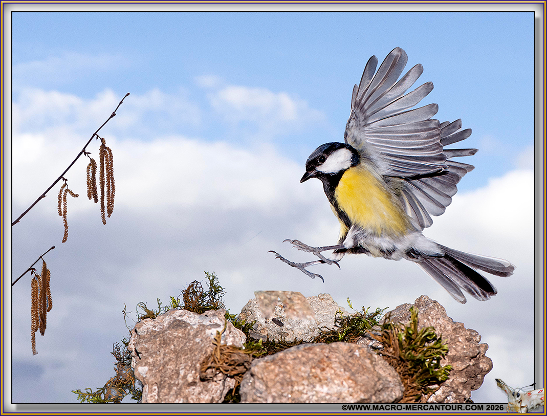 M&eacute;sange charbonni&egrave;re