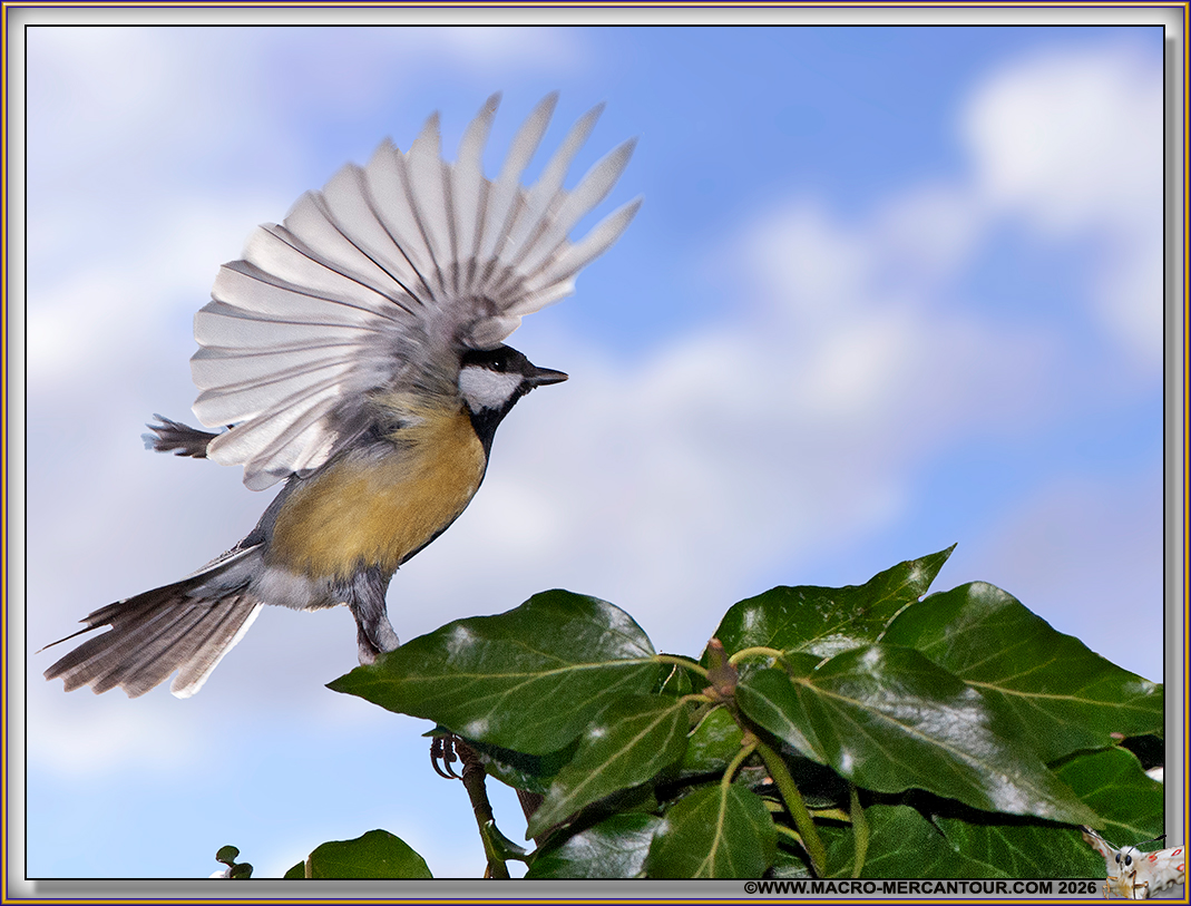 M&eacute;sange charbonni&egrave;re