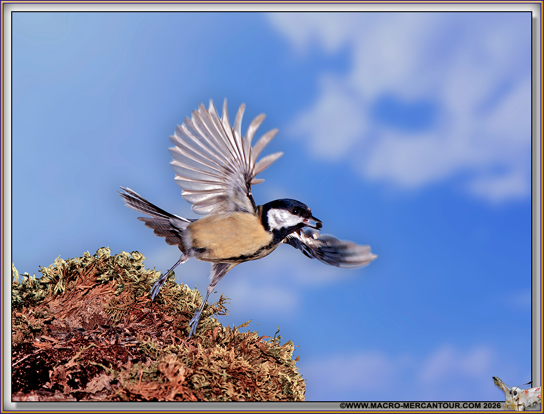 M&eacute;sange charbonni&egrave;re