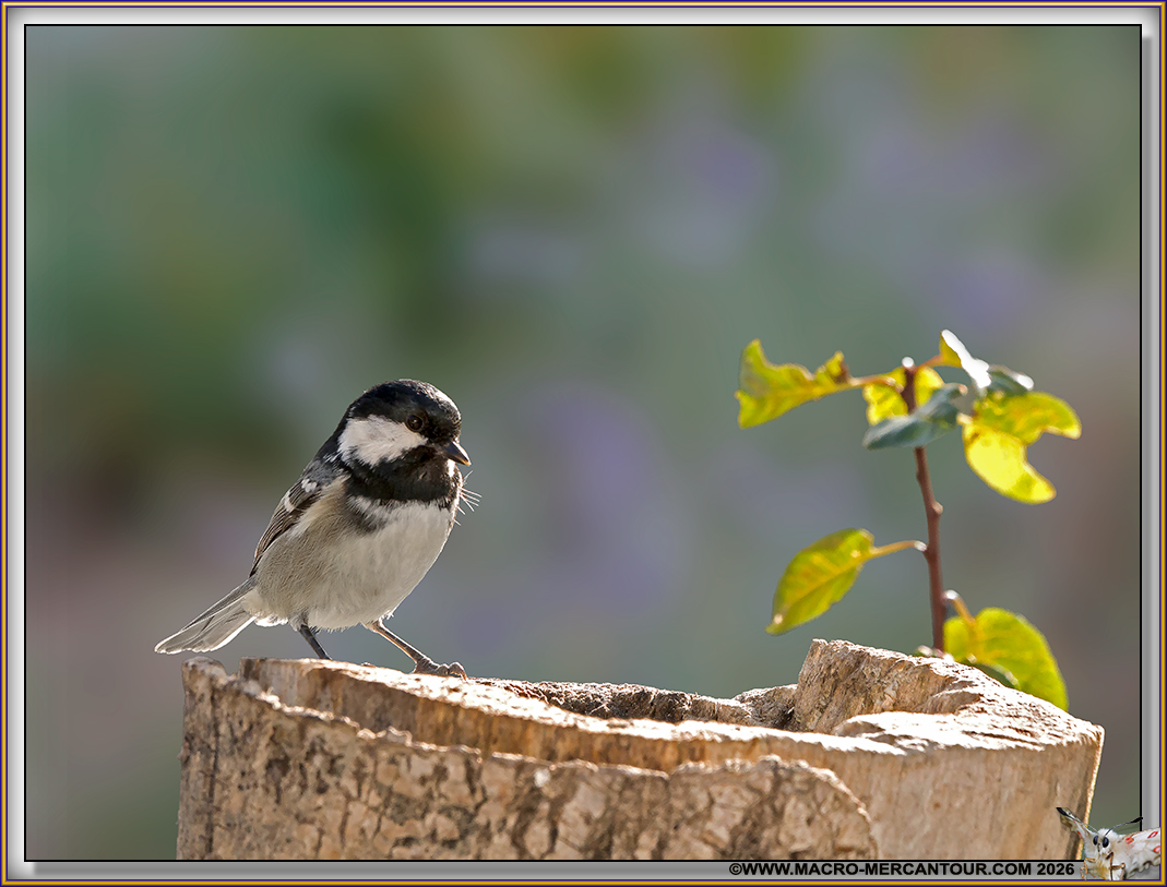 M&eacute;sange noire