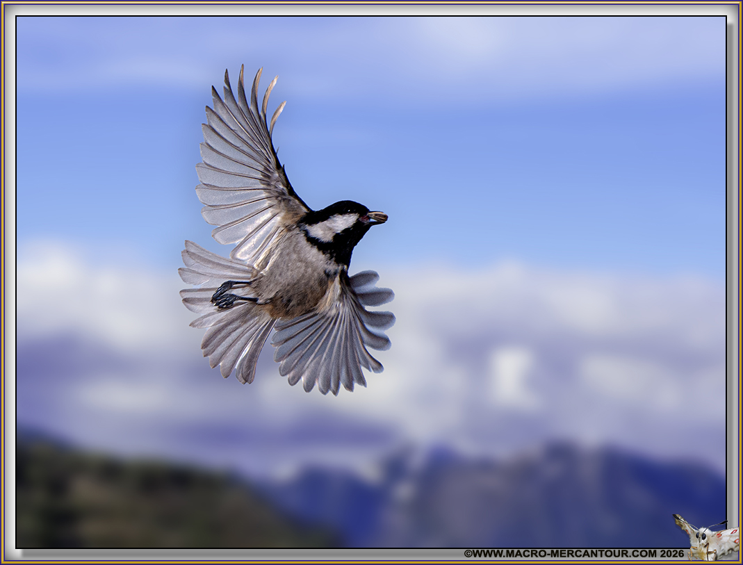 M&eacute;sange noire