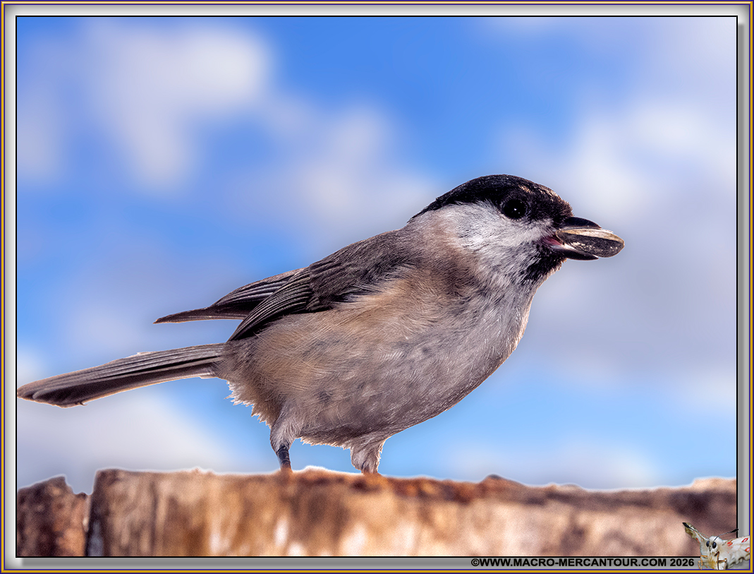M&eacute;sange Nonnette