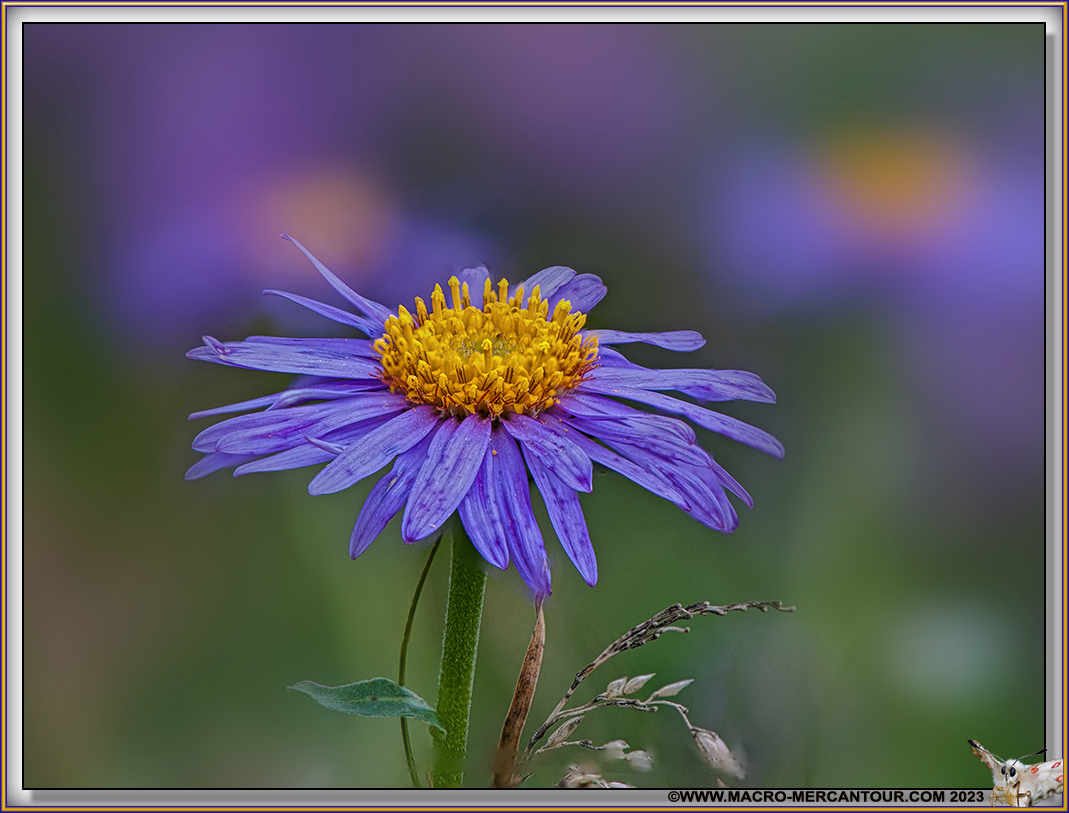 ASTERS