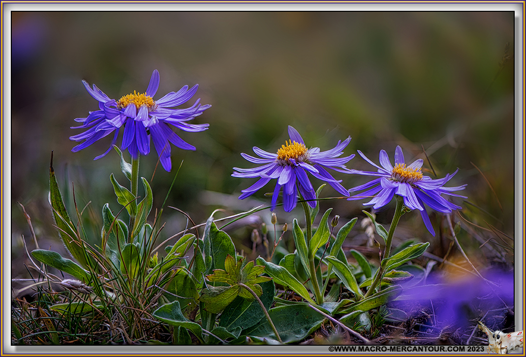 ASTERS