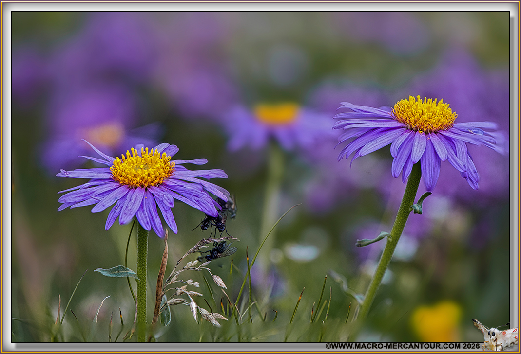 ASTERS