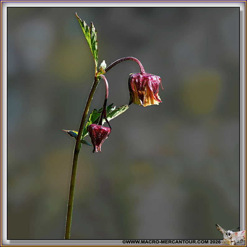 Beno&icirc;tes des ruisseaux