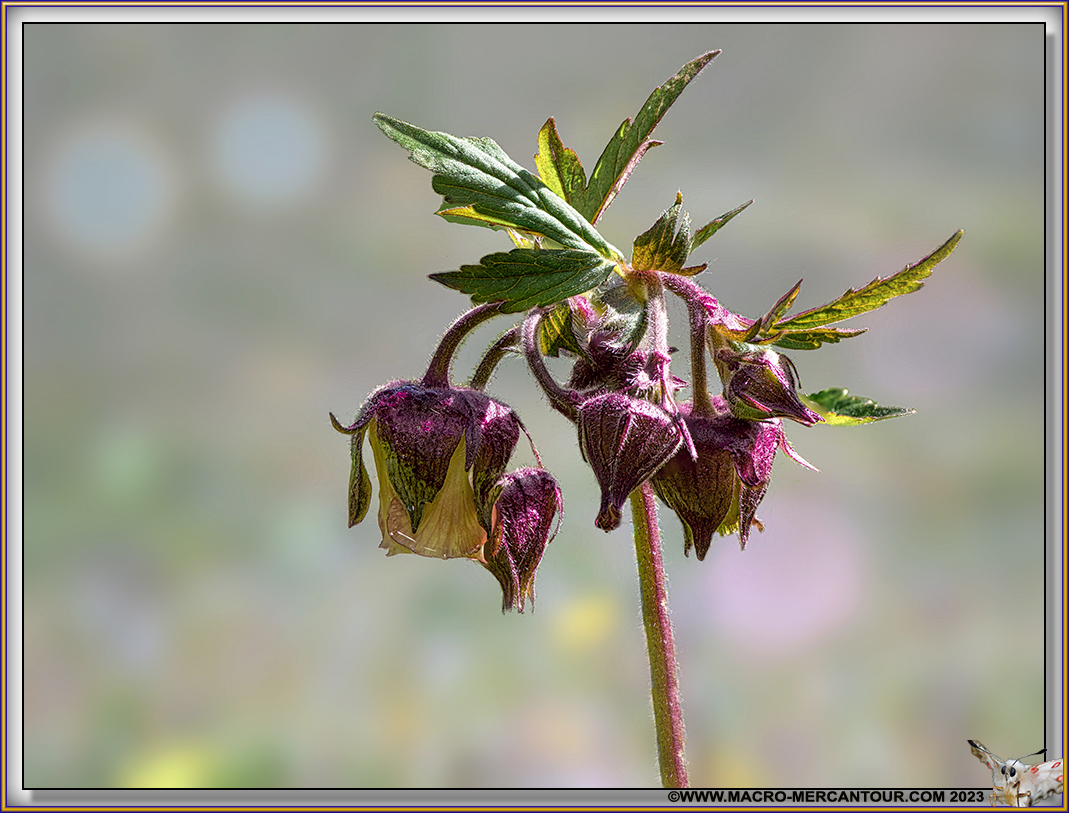 Benoîtes des ruisseaux
