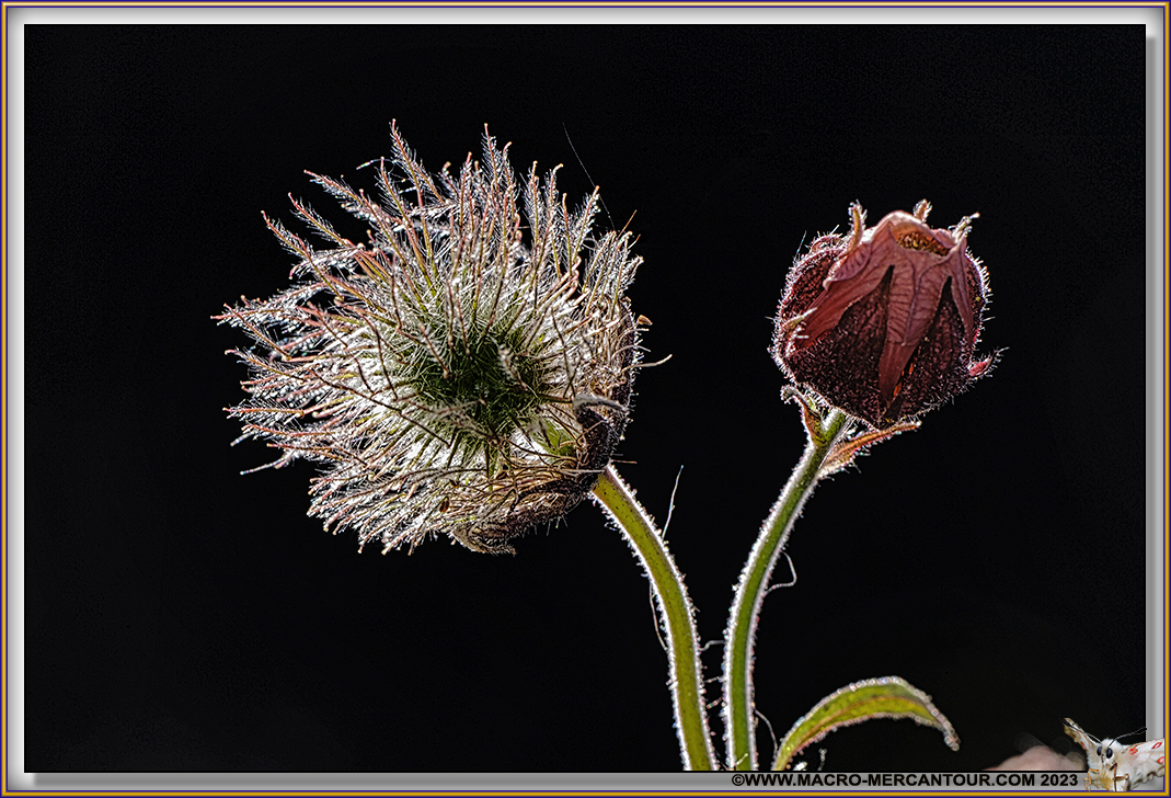 Benoîtes des ruisseaux
