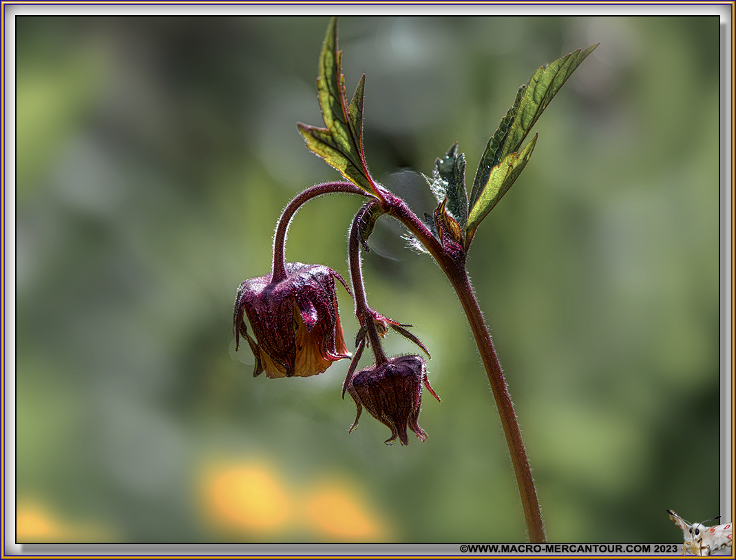 Benoîtes des ruisseaux