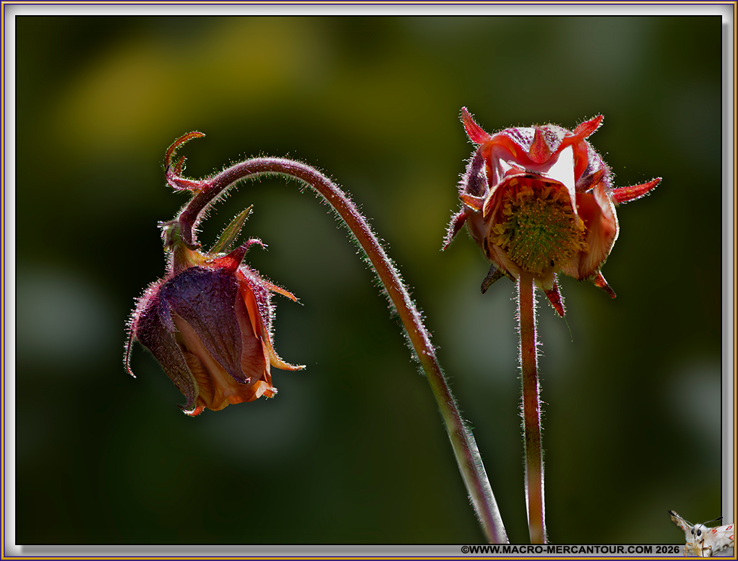 Beno&icirc;tes des ruisseaux