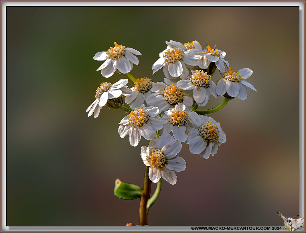 Camomille du Piémont