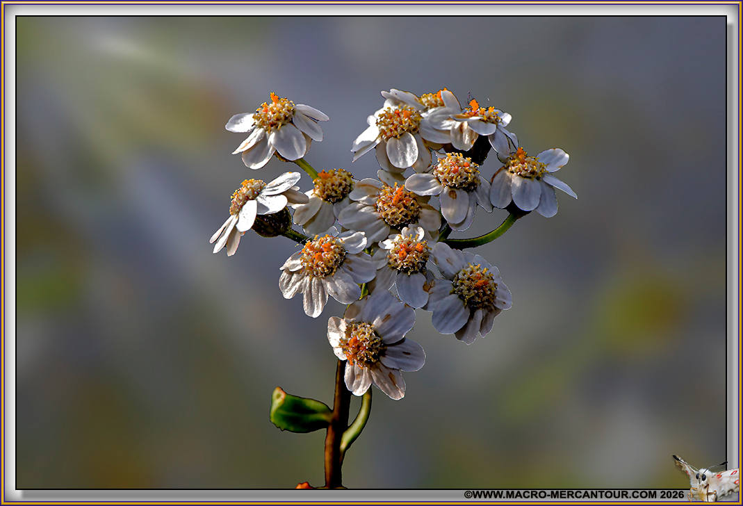 Camomille du Pi&eacute;mont