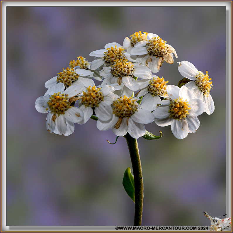 Camomille du Piémont