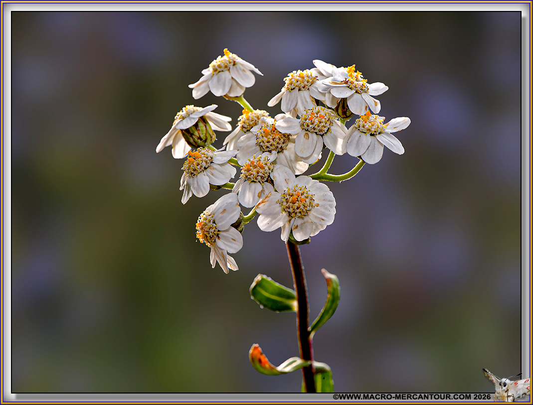 Camomille du Pi&eacute;mont