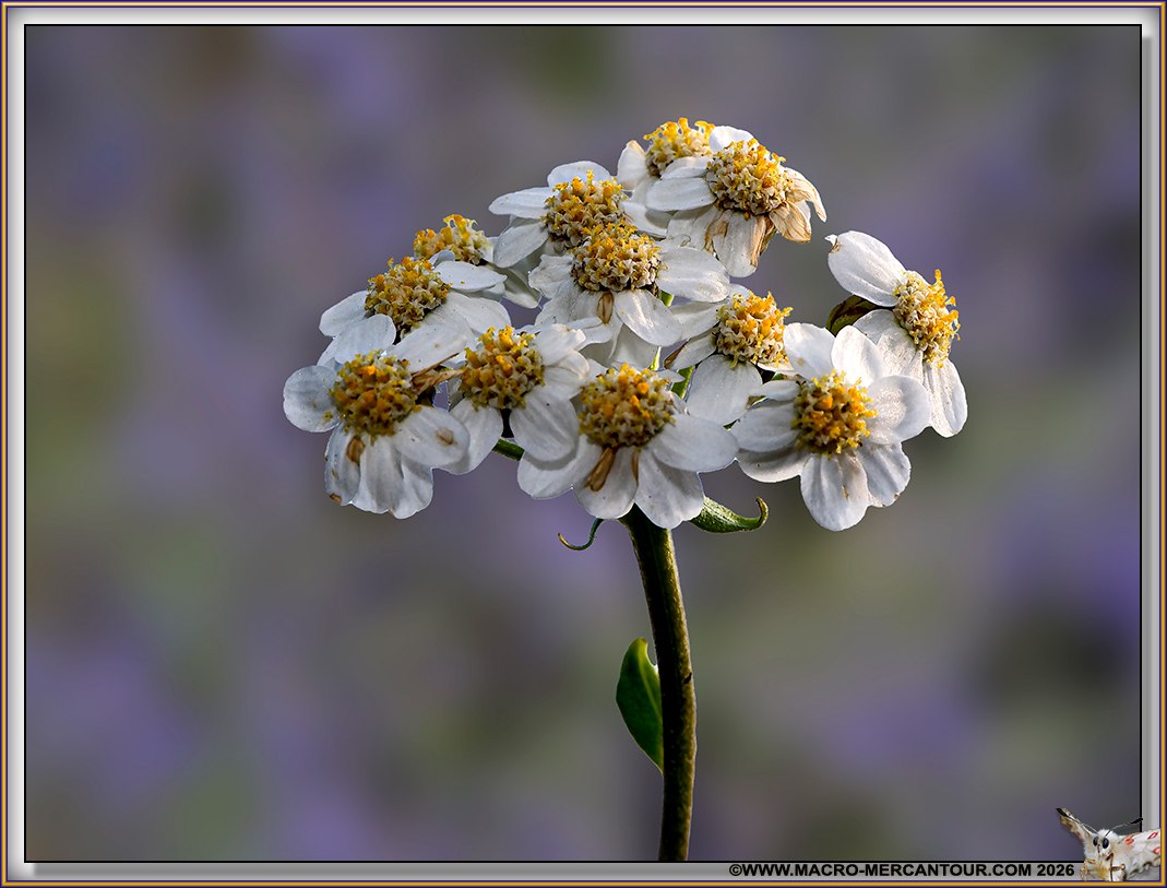 Camomille du Pi&eacute;mont